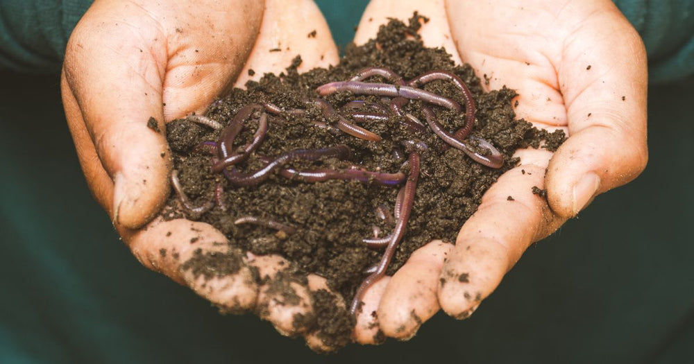 How Worms Effect Plant Growth  Green Rush Nutrients