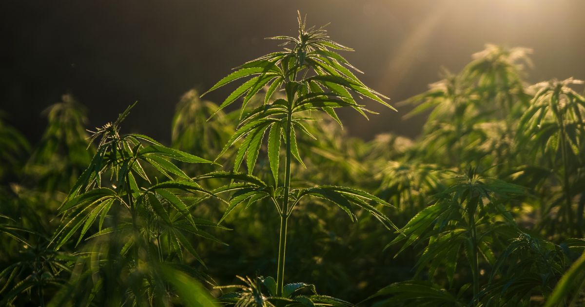 Why Grow With Organic Nutrients